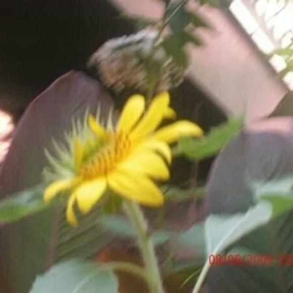 Meet your Posher, Gloria - Picture 1 of 1